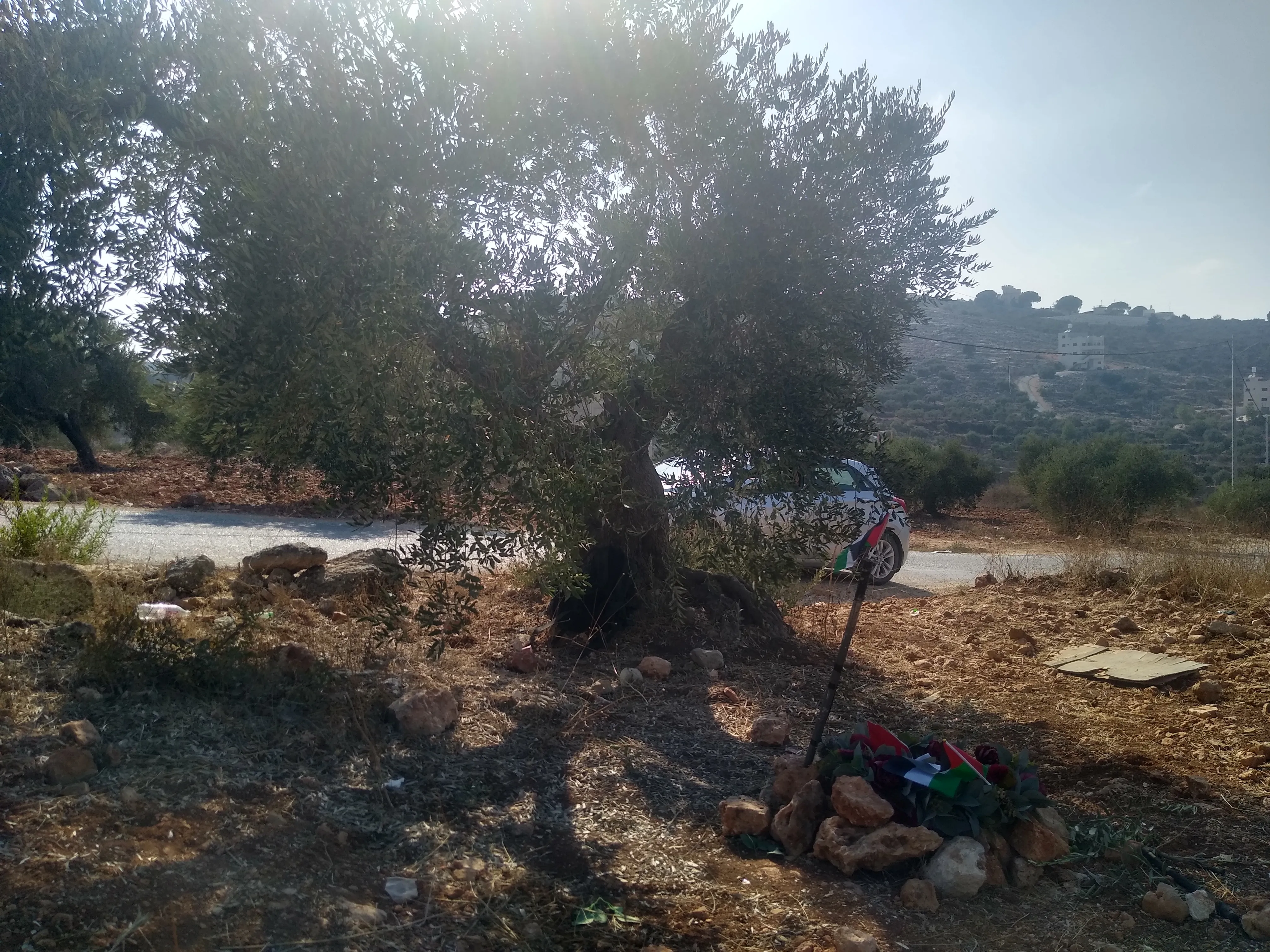 The olive tree in Beita where Ayşenur was murdered